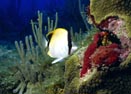 Reef Butterfly Fish