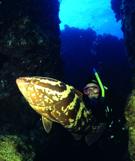 Nassau Grouper