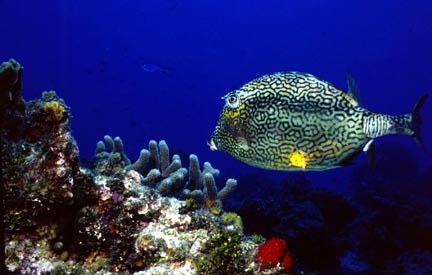 Honeycomb Cowfish