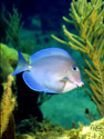 Blue Tang
