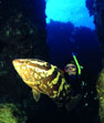 Nassau Grouper