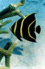 Angel Fish