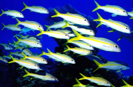 Yellow Goatfish